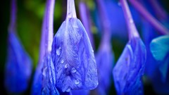 Flowers nature blue flowers raindrops