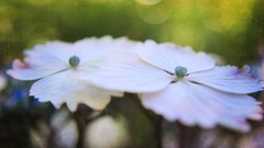 Flowers nature blue purple Green Photoshop Plants sunny bokeh 