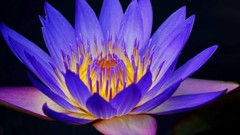 Flowers nature blue purple Plants flower petals deviantart lily 