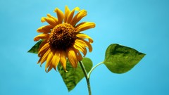 Flowers nature blue skies