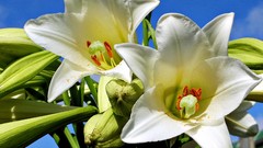 Flowers nature blue white sunlight skies