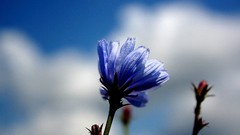 Flowers nature blue wind