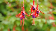 Flowers nature blurred background fuschia