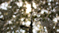 Flowers nature blurred outdoors