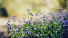 Flowers nature bokeh blue flowers
