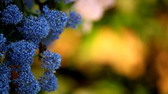 Flowers nature bokeh blue flowers depth of field