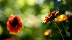 Flowers nature bokeh blurred background depth of field