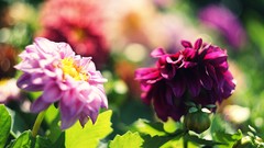 Flowers nature bokeh dahlias