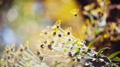 Flowers nature bokeh depth of field