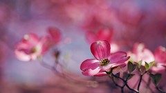 Flowers nature bokeh depth of field