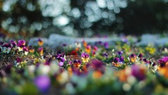 Flowers nature bokeh pansies depth of field
