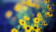 Flowers nature bokeh yellow flowers depth of field