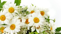 Flowers nature bouquet Daisy white flowers