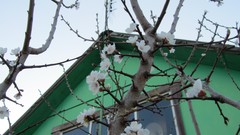 Flowers nature branches apricots