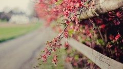 Flowers nature branches Plants roads fences bokeh flora blurred 