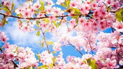 Flowers nature branches spring bloom cherry blossoms