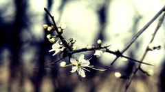 Flowers nature branches spring flora blurred background depth 