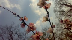 Flowers nature branches spring pink flowers