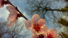 Flowers nature branches spring pink flowers blossoms