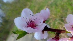 Flowers nature branches spring pink flowers blossoms