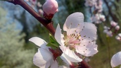 Flowers nature branches spring pink flowers blossoms
