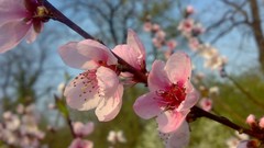 Flowers nature branches spring pink flowers blossoms