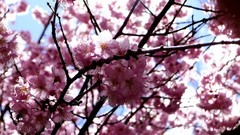 Flowers nature branches spring pink flowers cherry blossoms