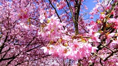 Flowers nature branches spring pink flowers cherry blossoms