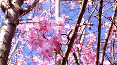 Flowers nature branches spring pink flowers cherry blossoms