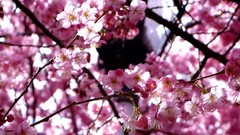 Flowers nature branches spring pink flowers cherry blossoms