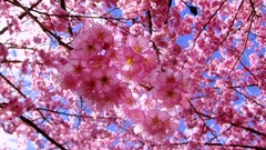 Flowers nature branches spring pink flowers cherry blossoms