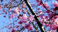 Flowers nature branches spring pink flowers cherry blossoms