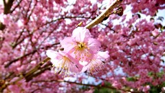 Flowers nature branches spring pink flowers cherry blossoms