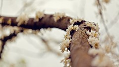 Flowers nature branches white flowers depth of field