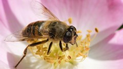 Flowers nature bright bees insects