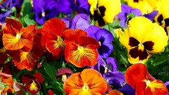 Flowers nature bright colors multicolor pansies