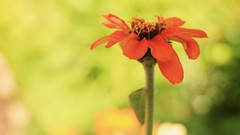 Flowers nature bright Green orange Photoshop sunny colors crop 