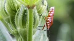Flowers nature Bugs Life