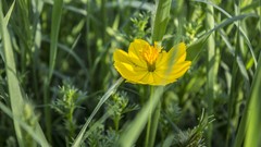 Flowers nature Bugs Life