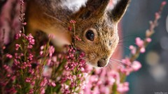 Flowers nature Bunnies squirrels