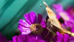 Flowers nature Butterflies