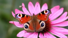 Flowers nature Butterflies