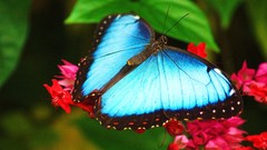 Flowers nature Butterflies