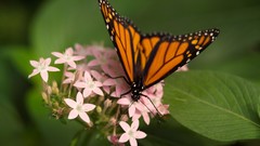 Flowers nature Butterflies