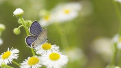 Flowers nature Butterflies Green camomile