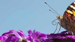 Flowers nature Butterflies insects