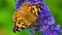 Flowers nature Butterflies insects