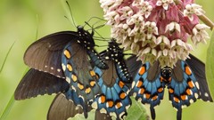 Flowers nature Butterflies insects