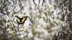 Flowers nature Butterflies insects white flowers bokeh depth of 
