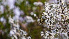 Flowers nature Butterflies insects white flowers bokeh depth of 